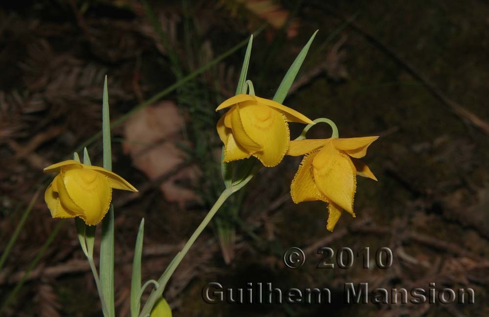 Calochortus amabilis