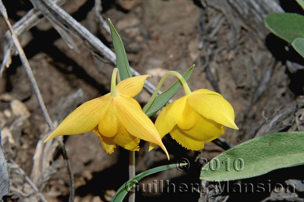 Calochortus amabilis