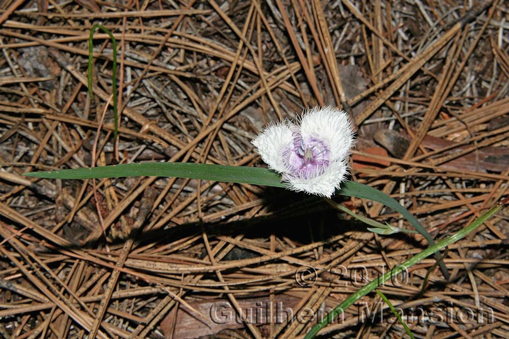 Calochortus elegans