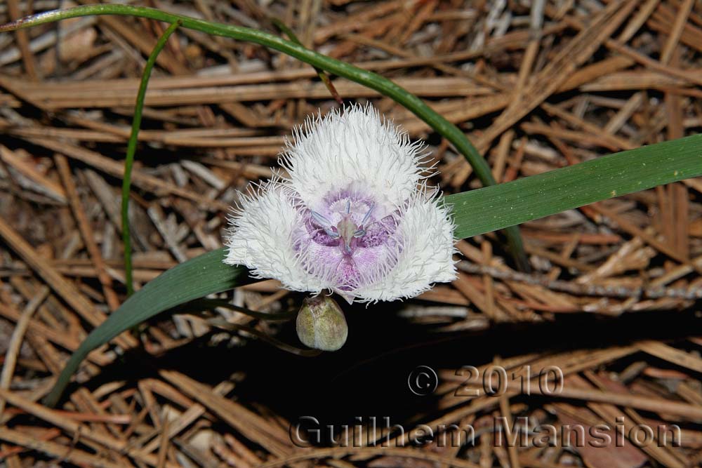 Calochortus elegans