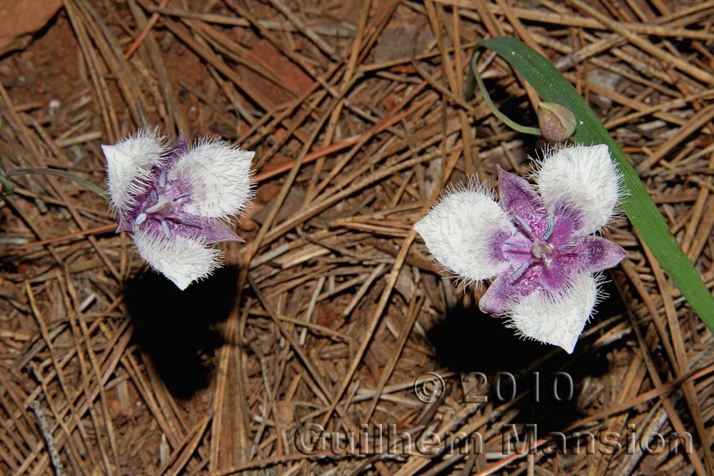 Calochortus elegans