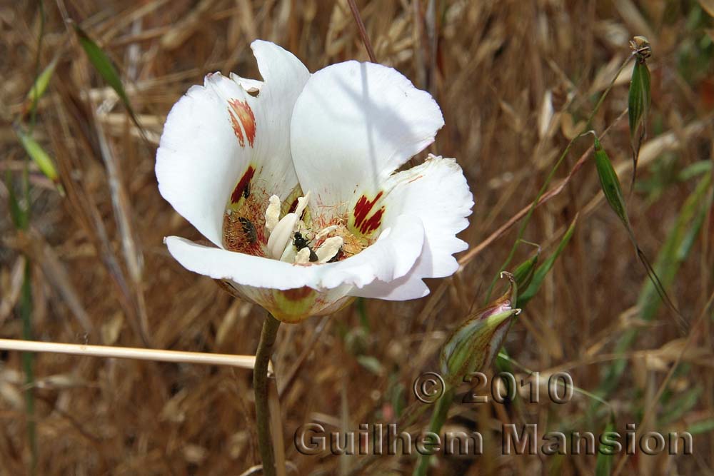 Calochortus venustus