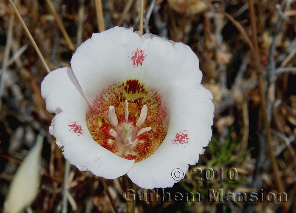 Calochortus venustus