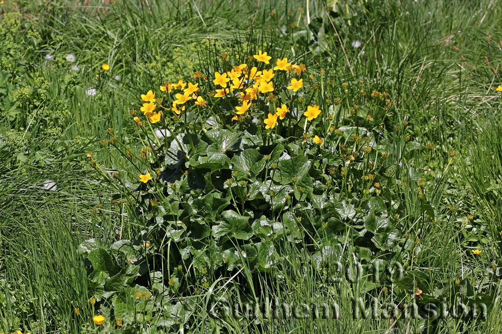 Caltha palustris