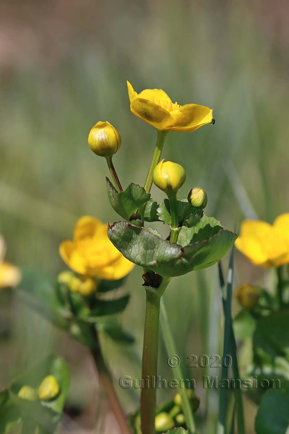 Caltha palustris