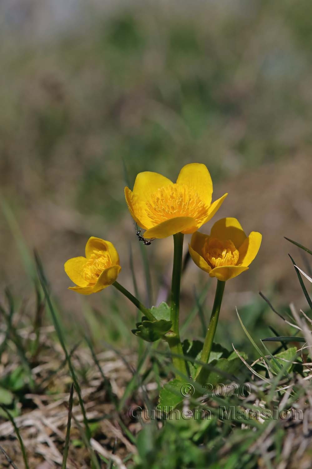 Caltha palustris