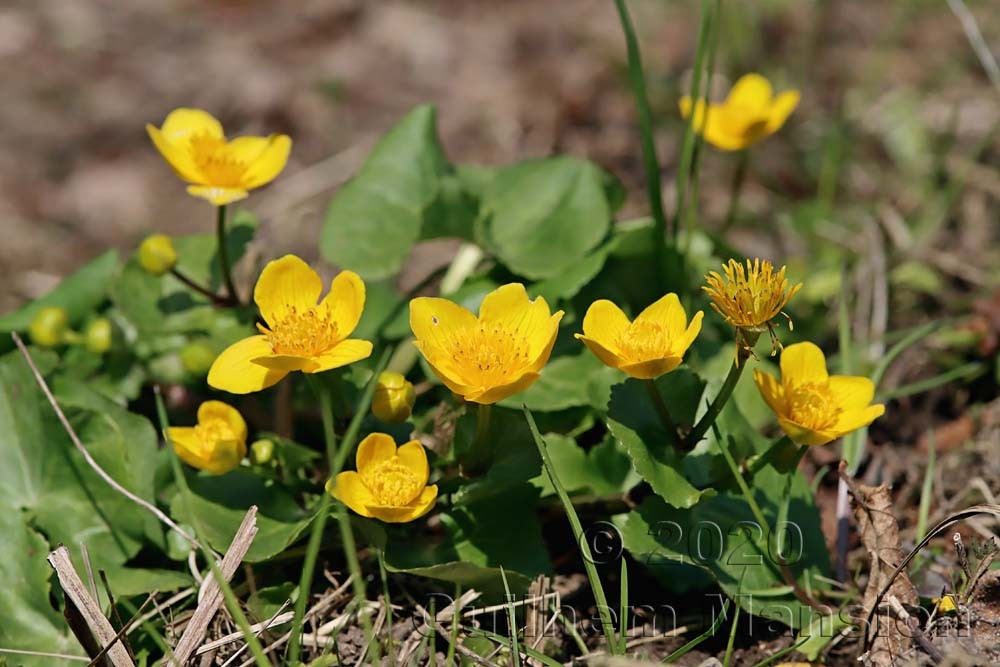 Caltha palustris