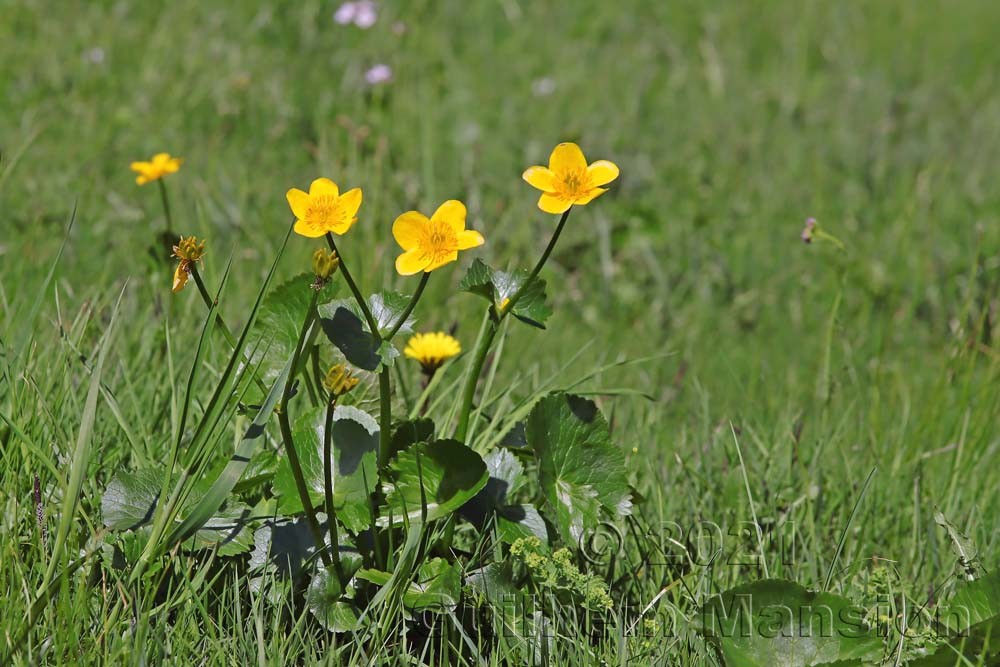 Caltha palustris