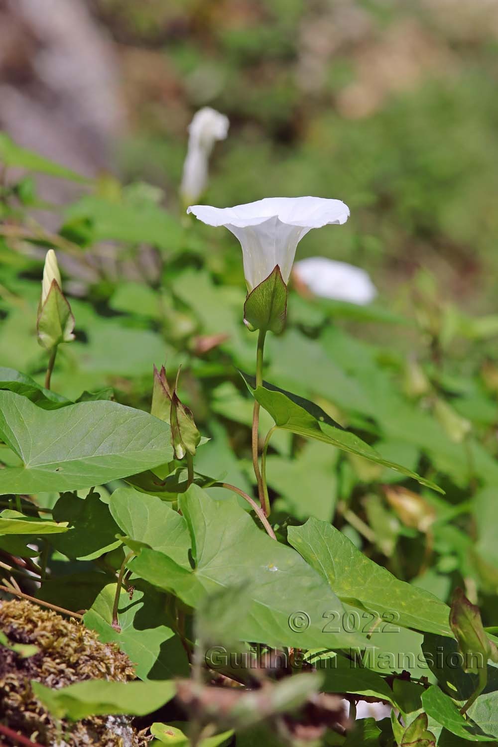 Calystegia sepium