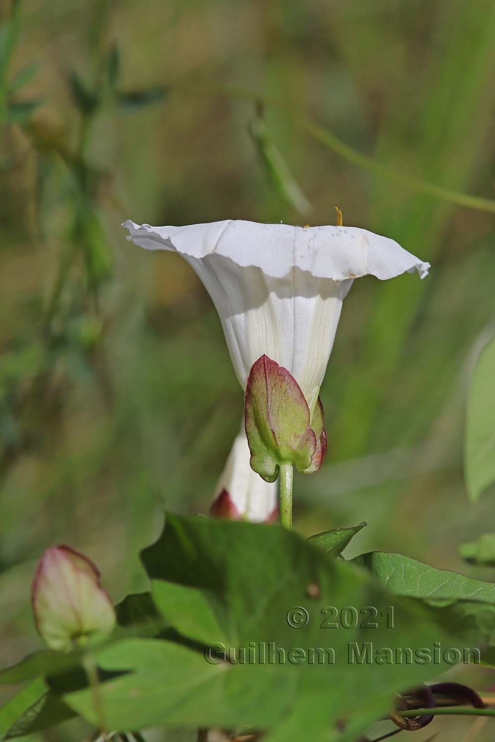 Calystegia sepium