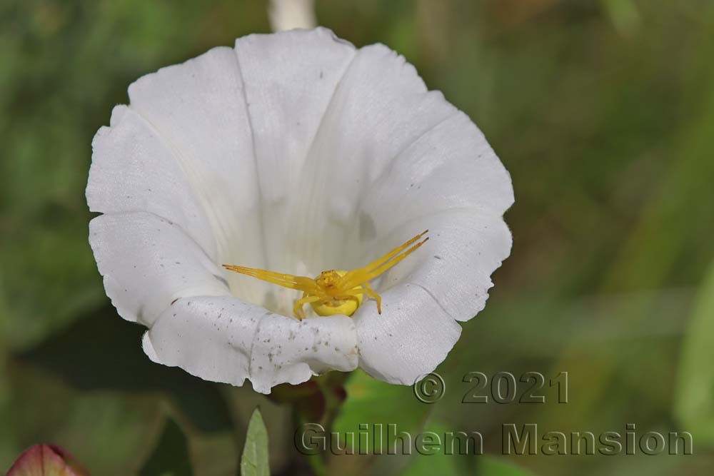 Calystegia sepium