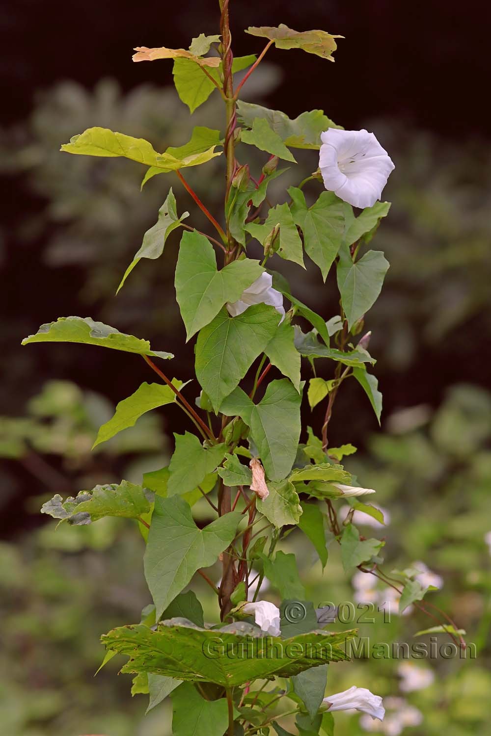 Calystegia sepium