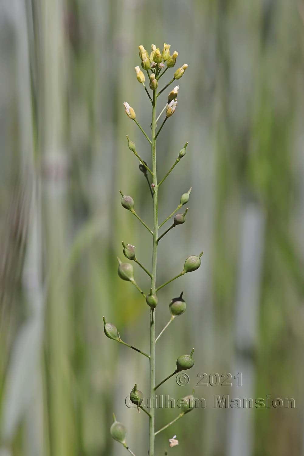 Camelina microcarpa