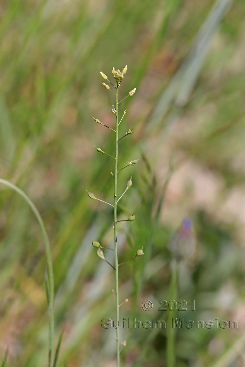 Camelina microcarpa