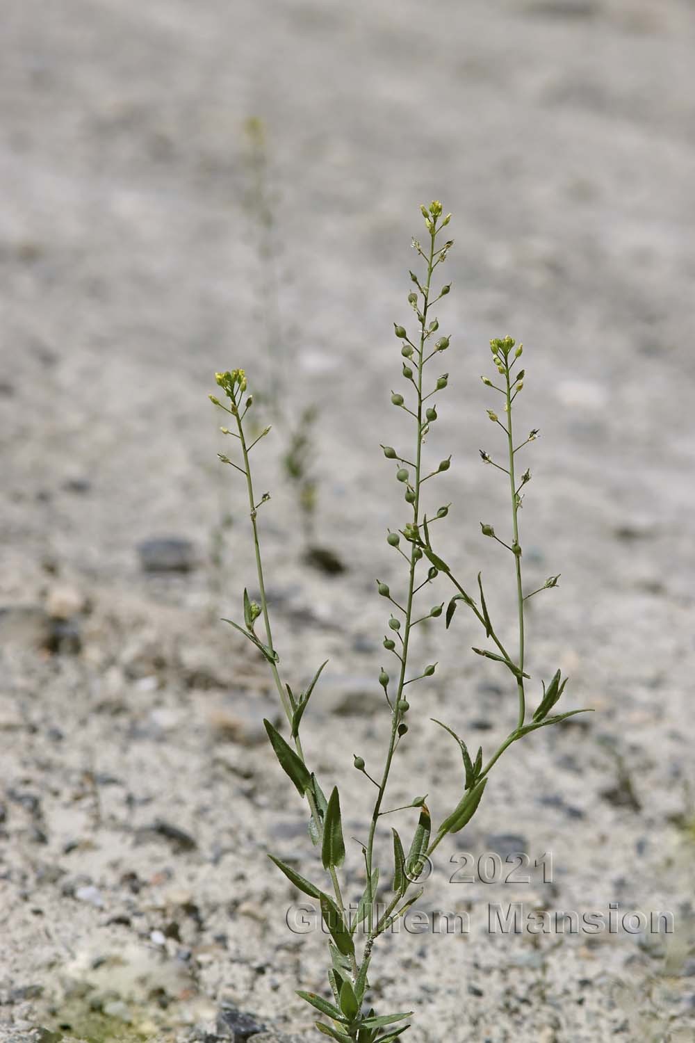 Camelina microcarpa