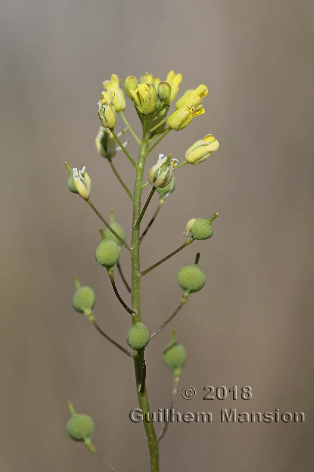 Camelina microcarpa