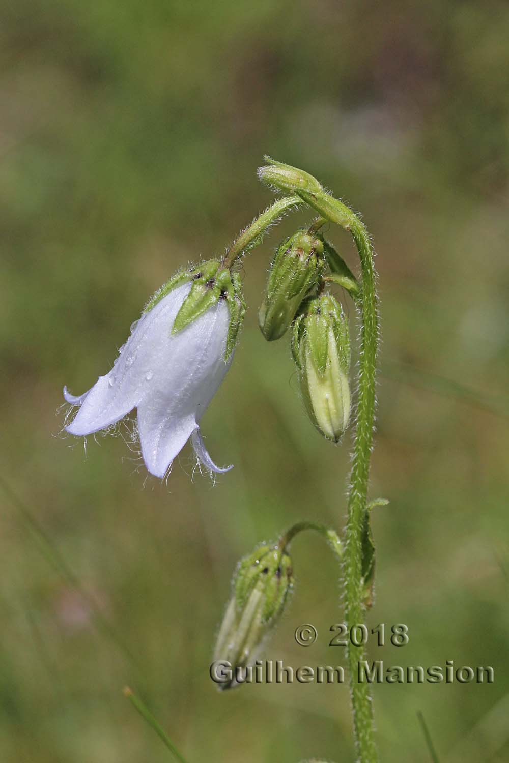 Campanula barbata