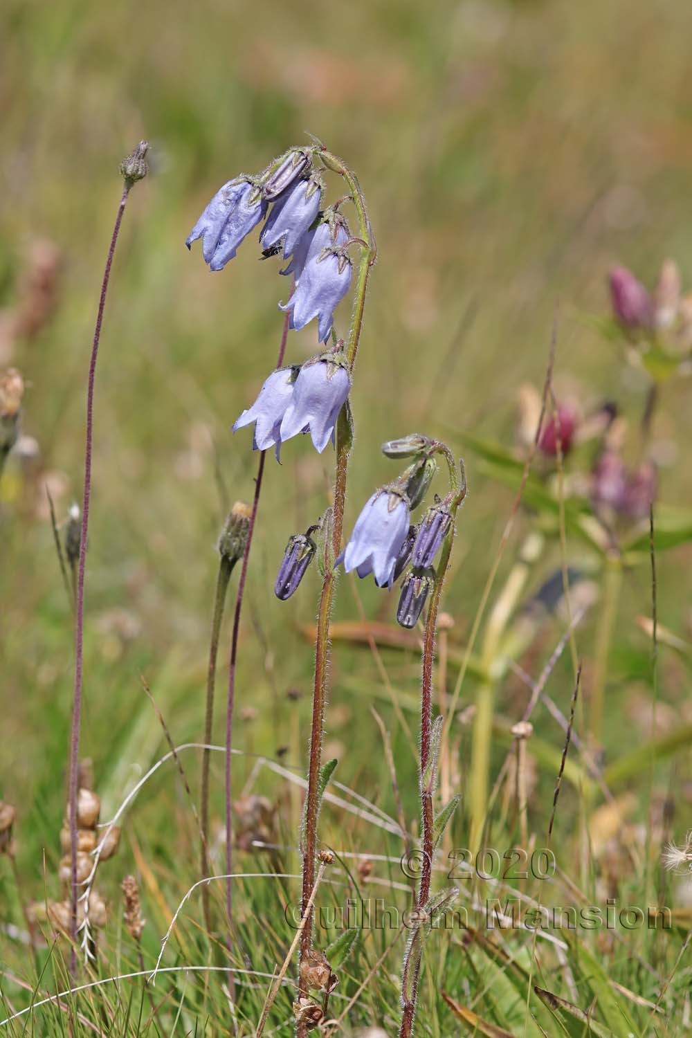 Campanula barbata