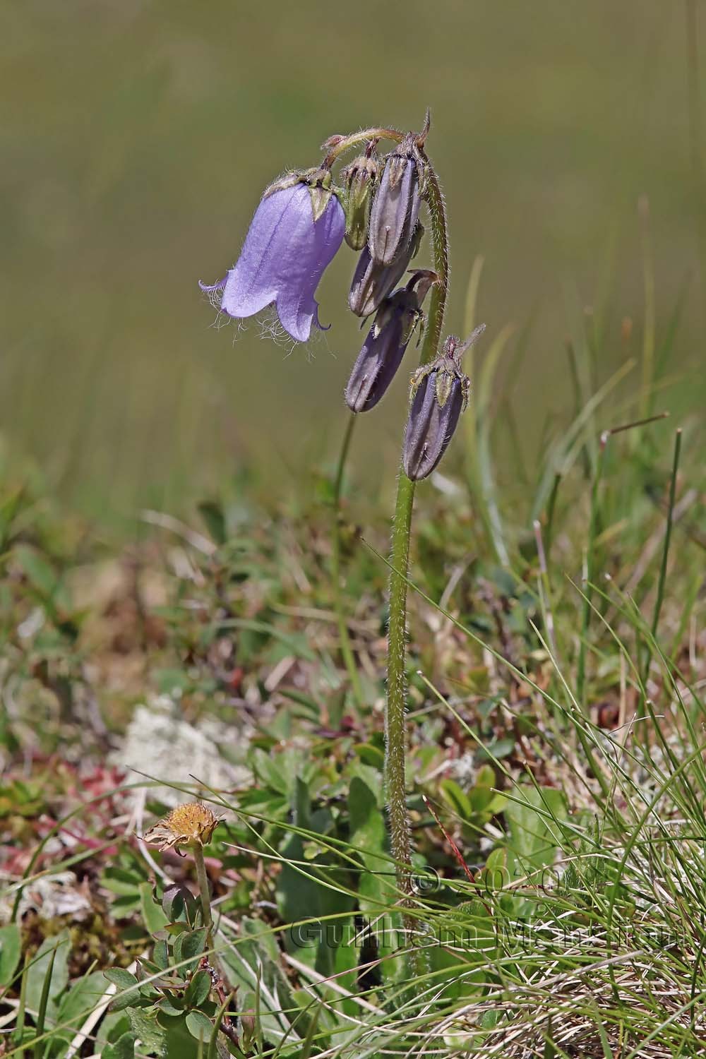 Campanula barbata