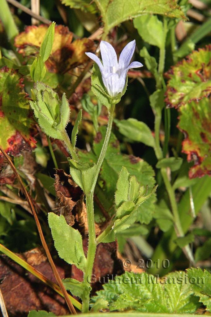 Campanula californica