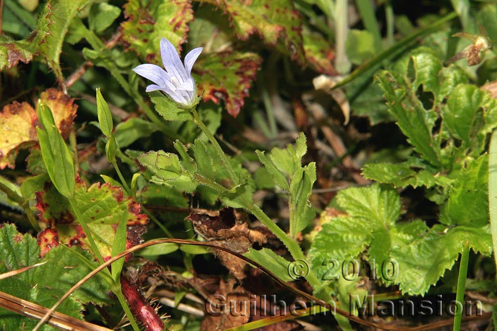 Campanula californica