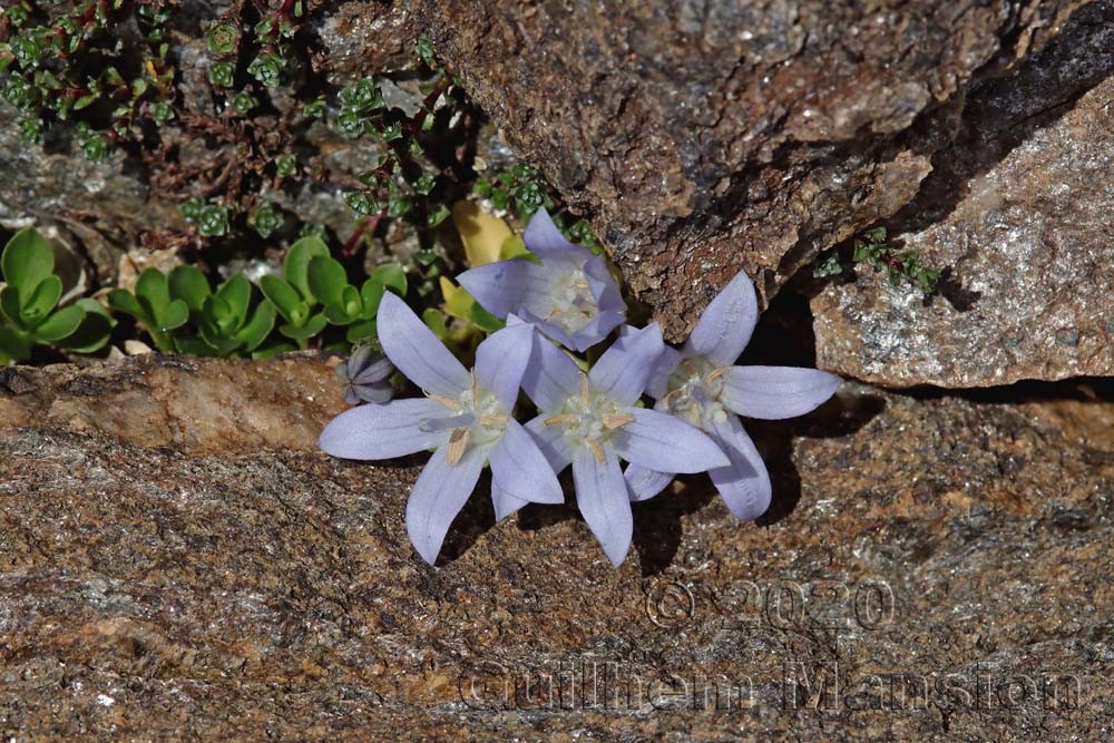 Campanula cenisia