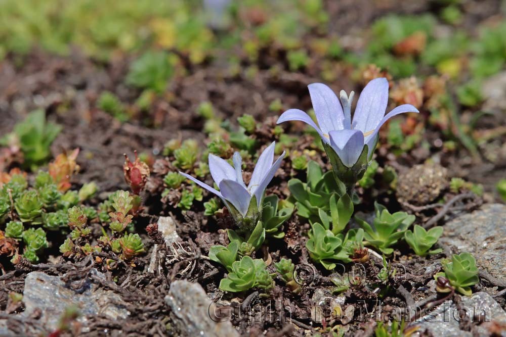 Campanula cenisia