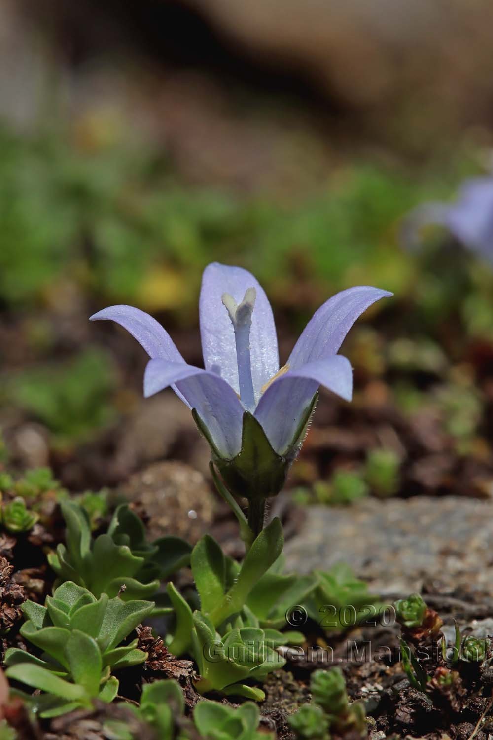 Campanula cenisia