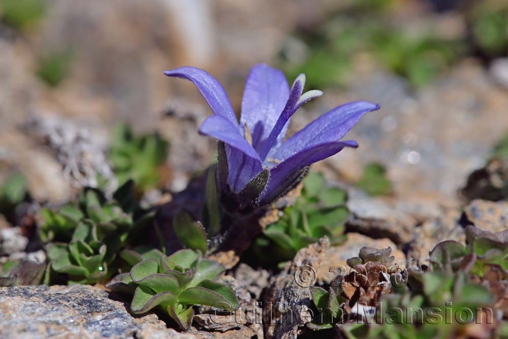 Campanula cenisia