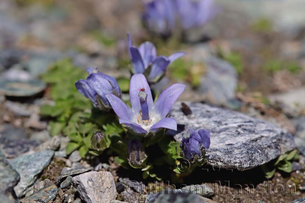 Campanula cenisia