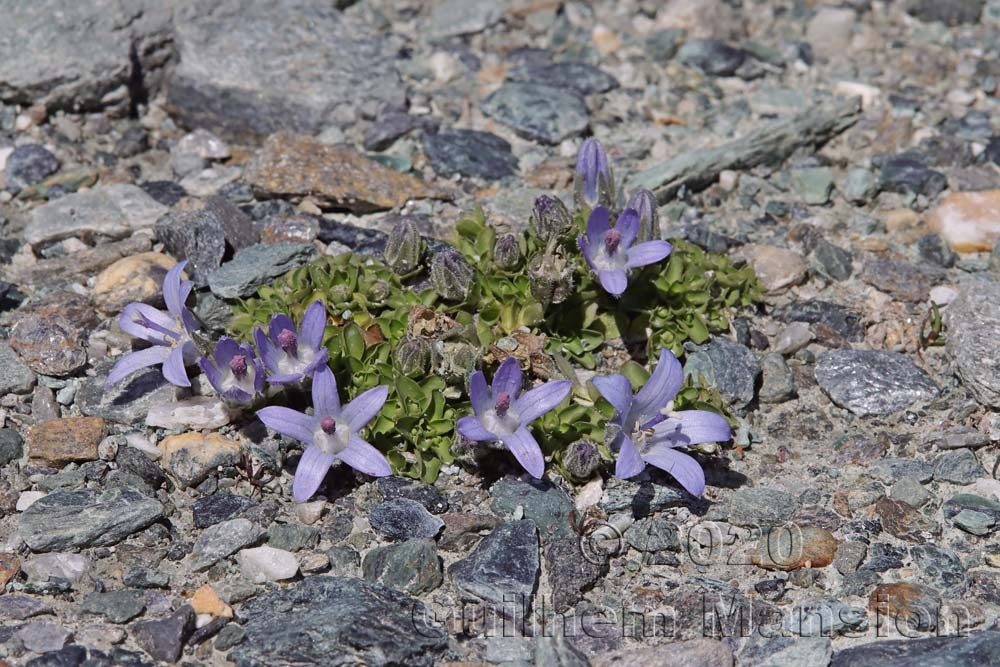 Campanula cenisia