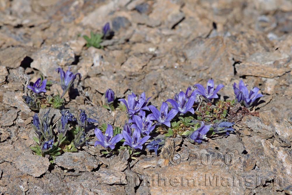 Campanula cenisia