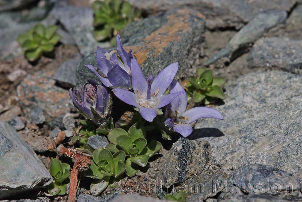 Campanula cenisia