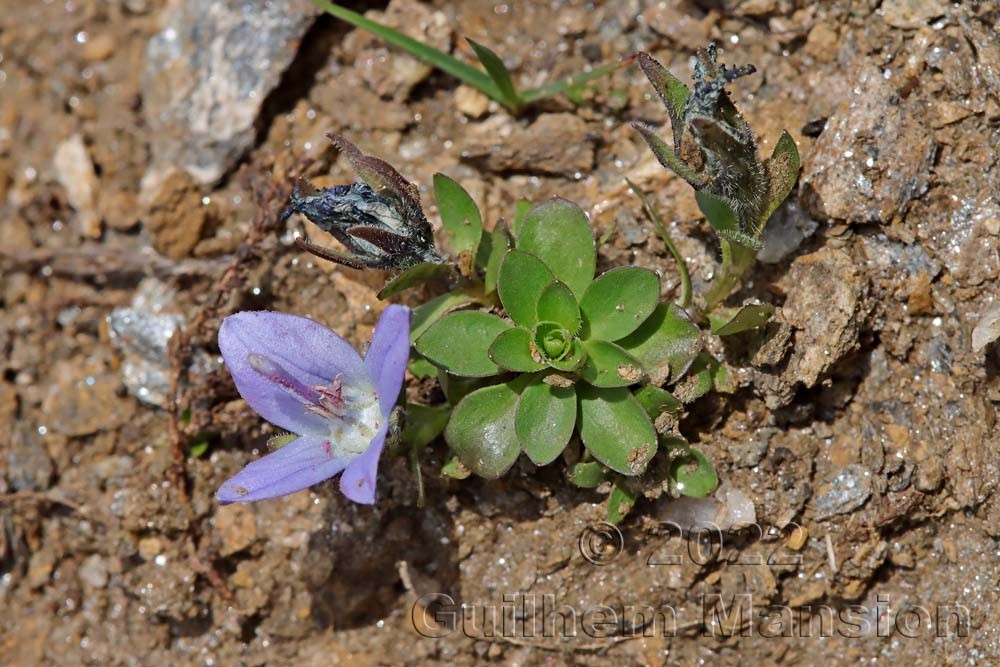 Campanula cenisia