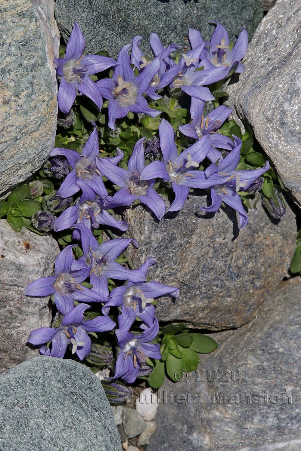 Campanula cenisia