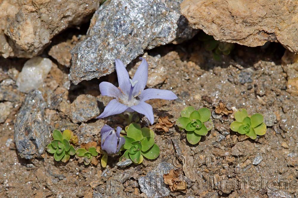 Campanula cenisia