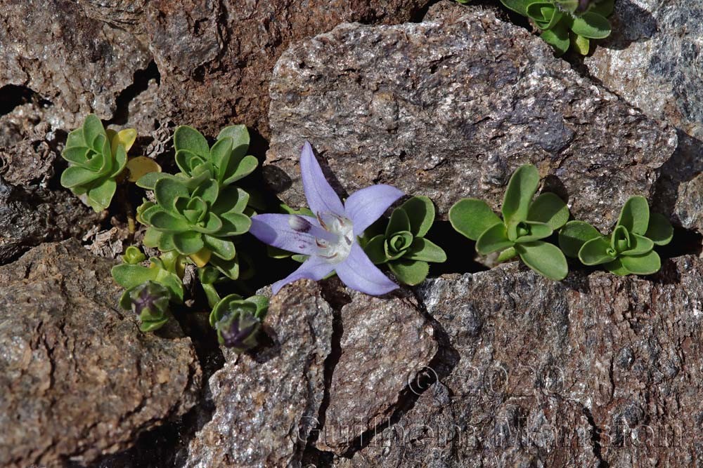 Campanula cenisia