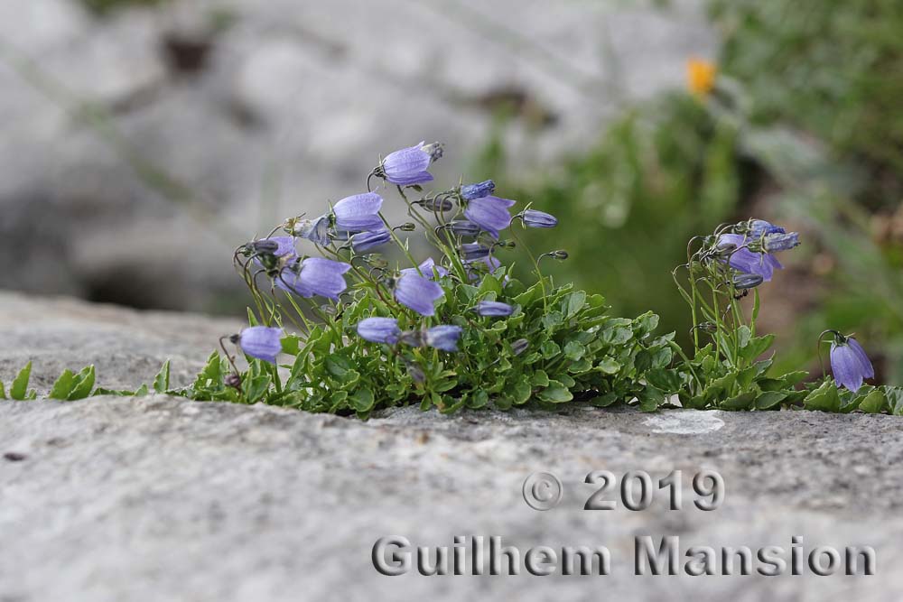 Campanula cochlearifolia