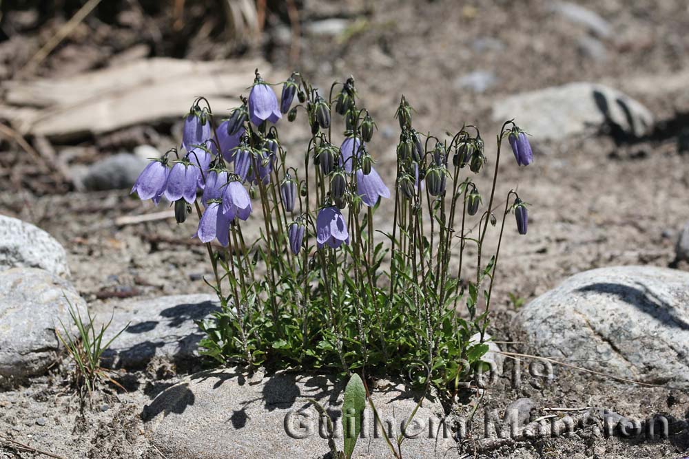 Campanula cochlearifolia