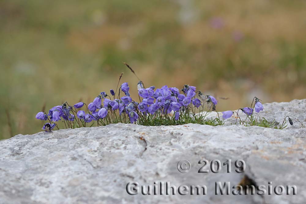 Campanula cochlearifolia