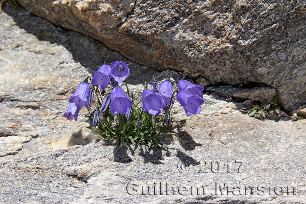 Campanula cochleariifolia