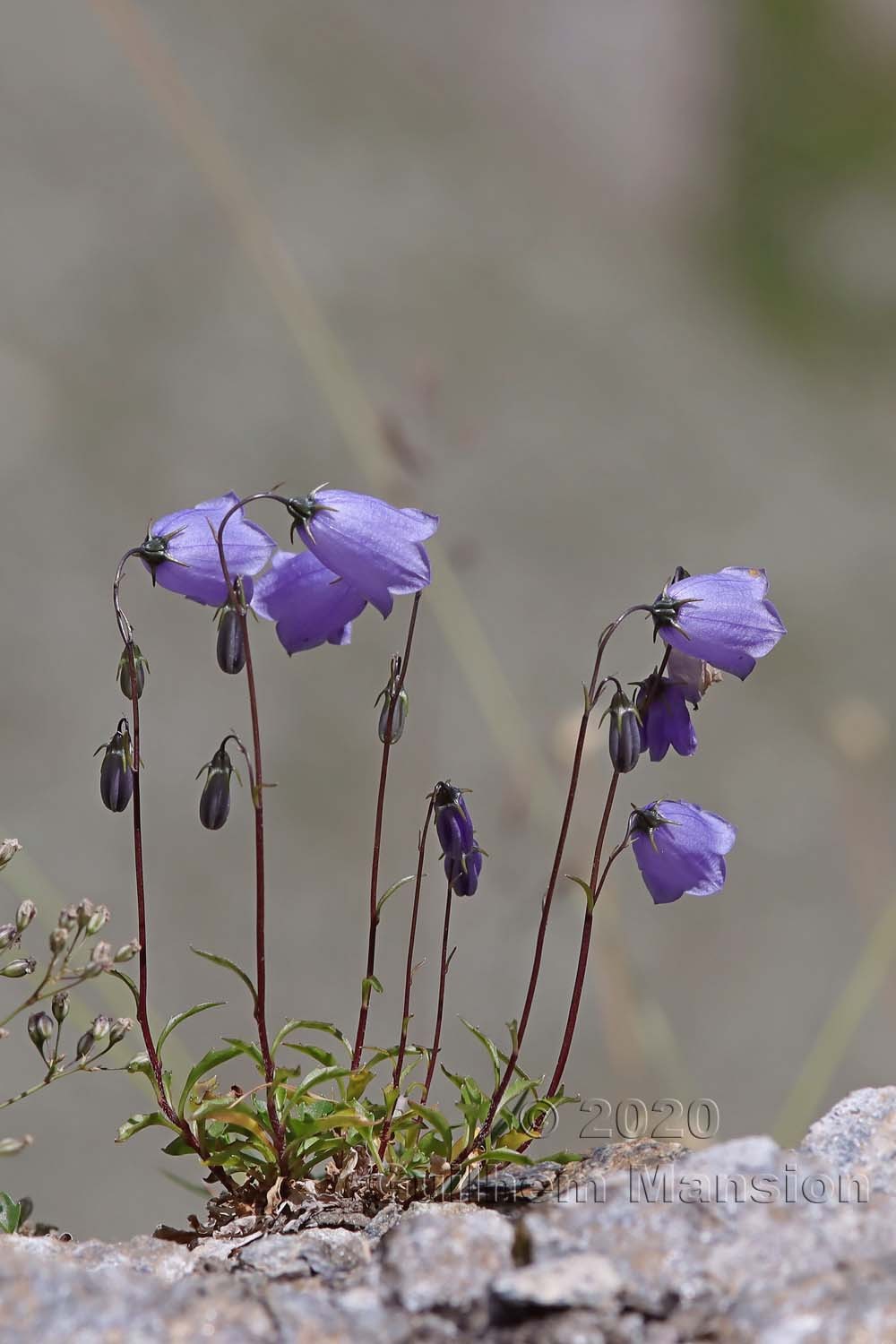 Campanula cochleariifolia