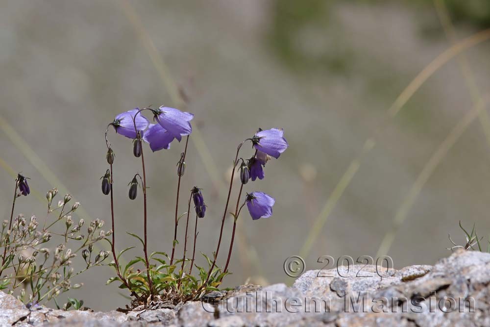 Campanula cochleariifolia