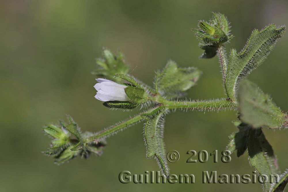 Campanula erinus