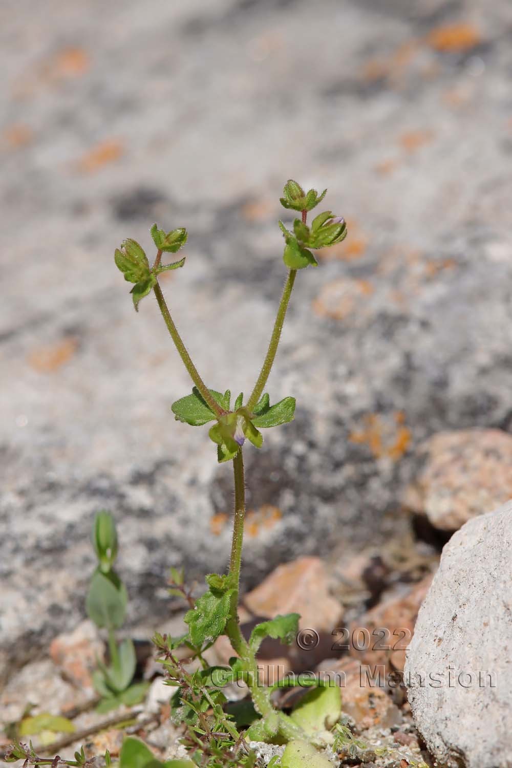 Campanula erinus