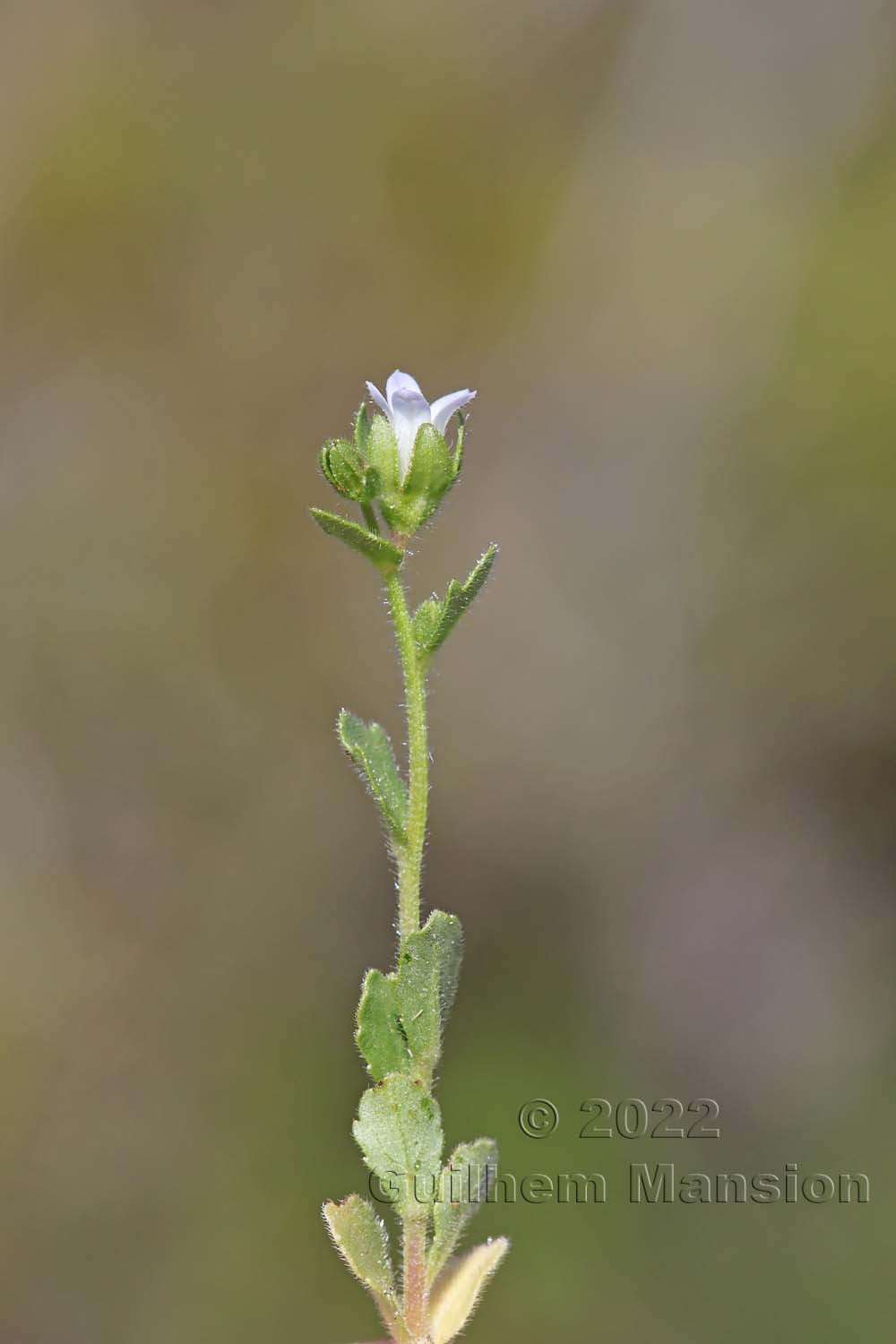 Campanula erinus