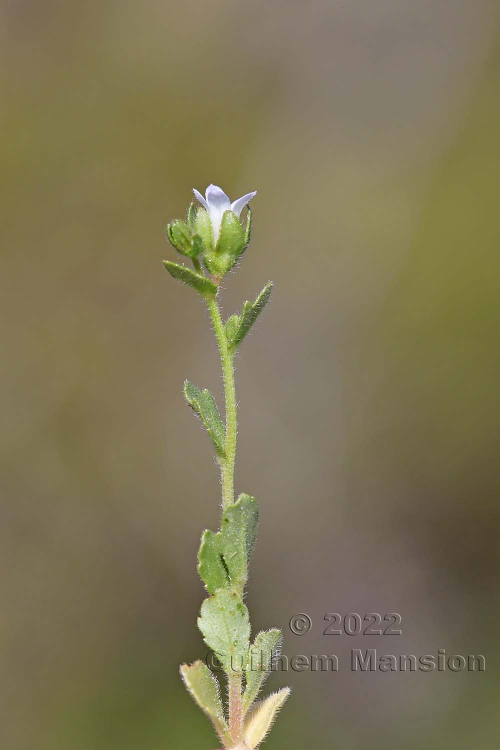 Campanula erinus