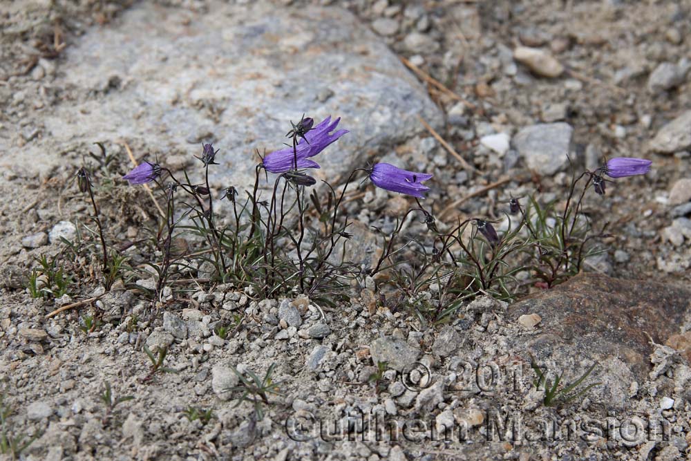 Campanula excisa