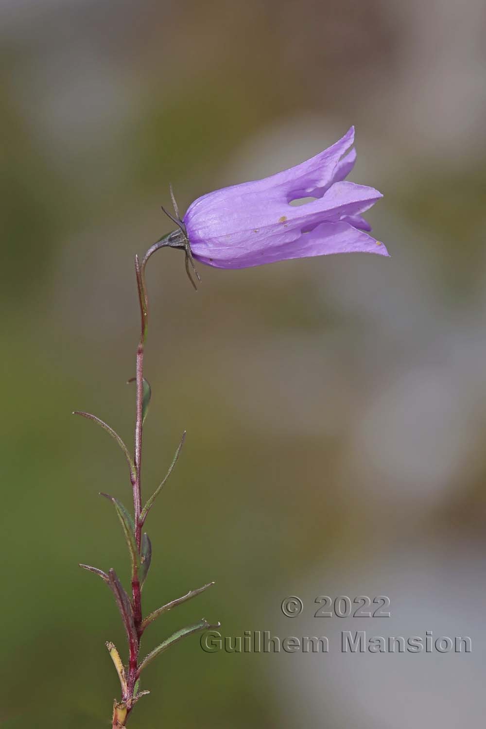 Campanula excisa