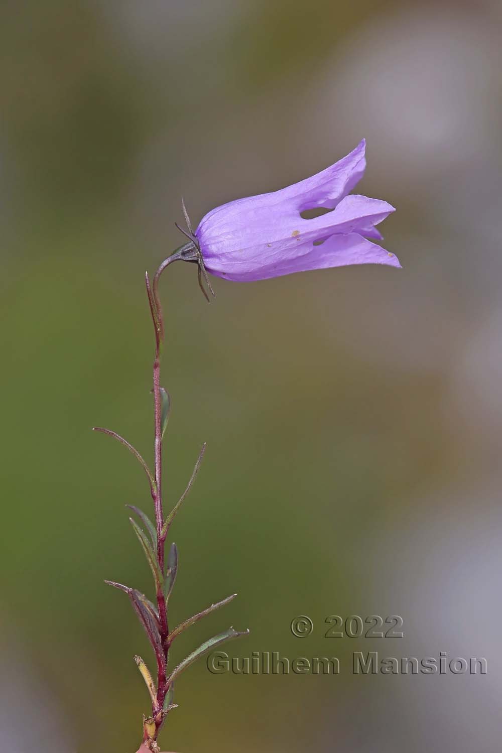 Campanula excisa